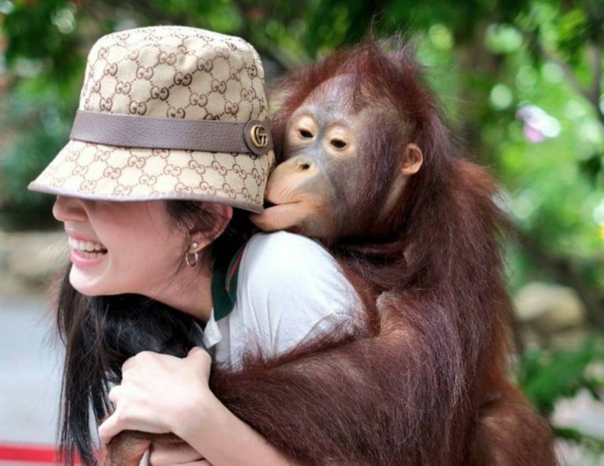 大人気アクティビティ！キリンへの餌やりやオランウータンとの記念撮影もおすすめ(別料金)